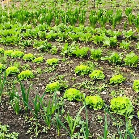La Palazzina Di Ciagnano Çiftlik konaklama *