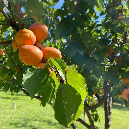 La Palazzina Di Ciagnano Ozzano dell'Emilia